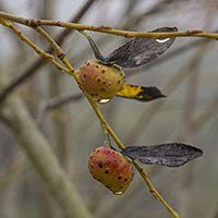 gall Euura viminalis